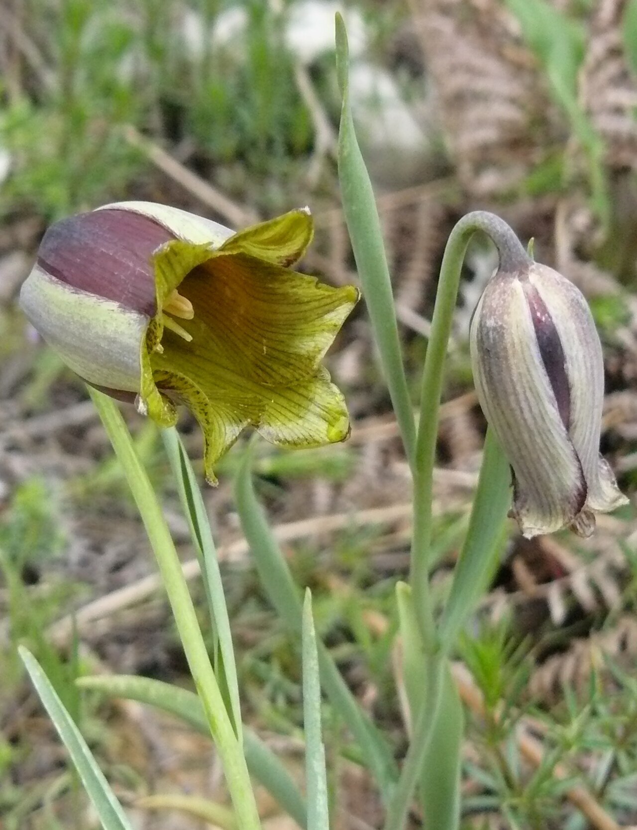 Fritillaria acmopetala