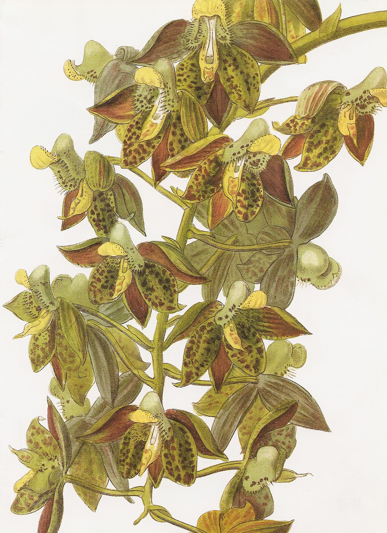 Catasetum atratum