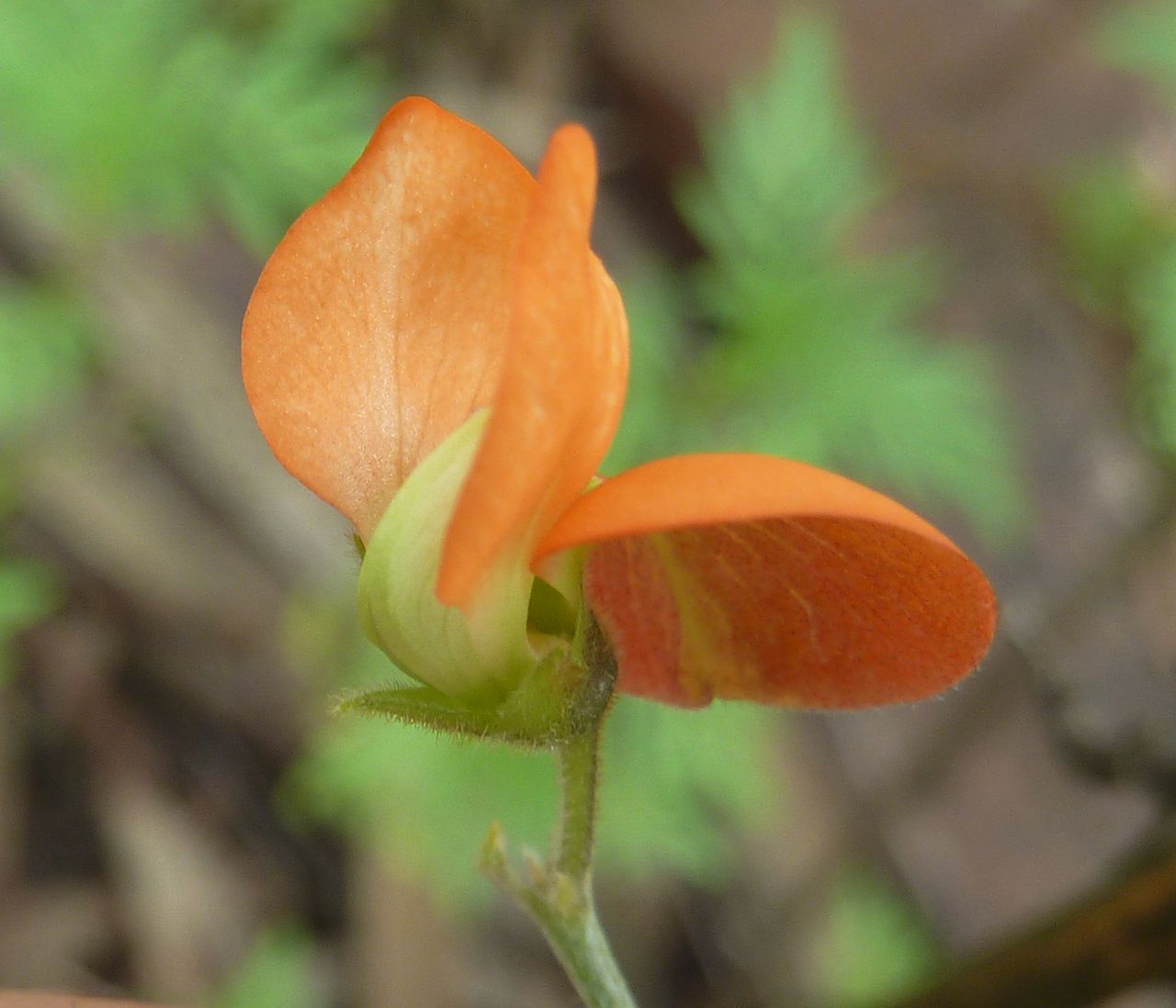 Tephrosia elongata