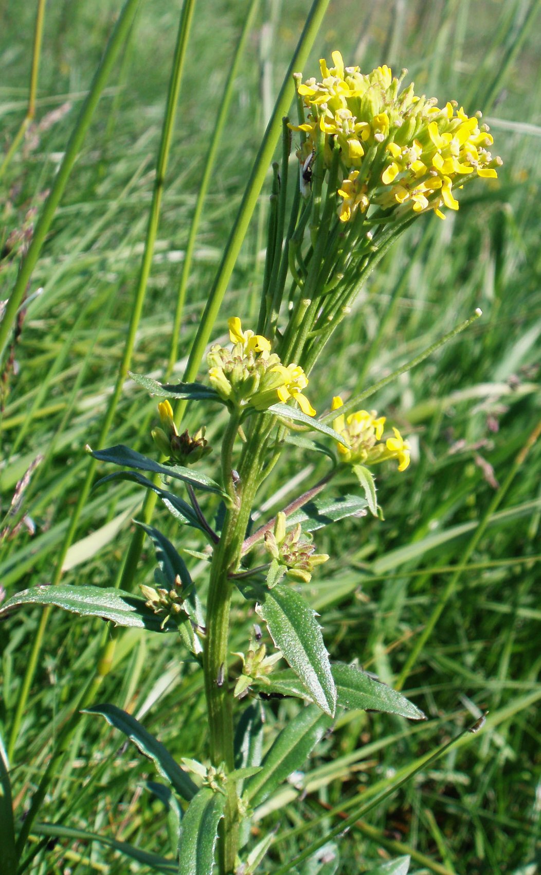 Erysimum hieraciifolium