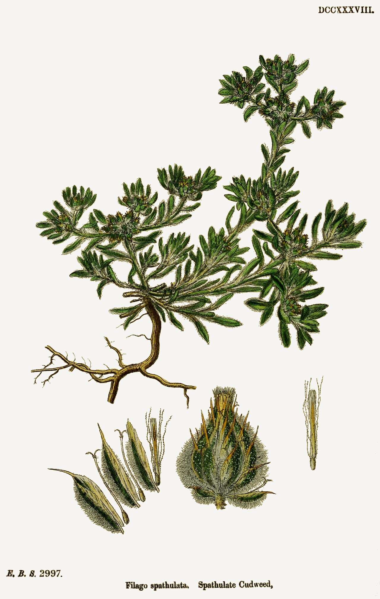 Filago pyramidata