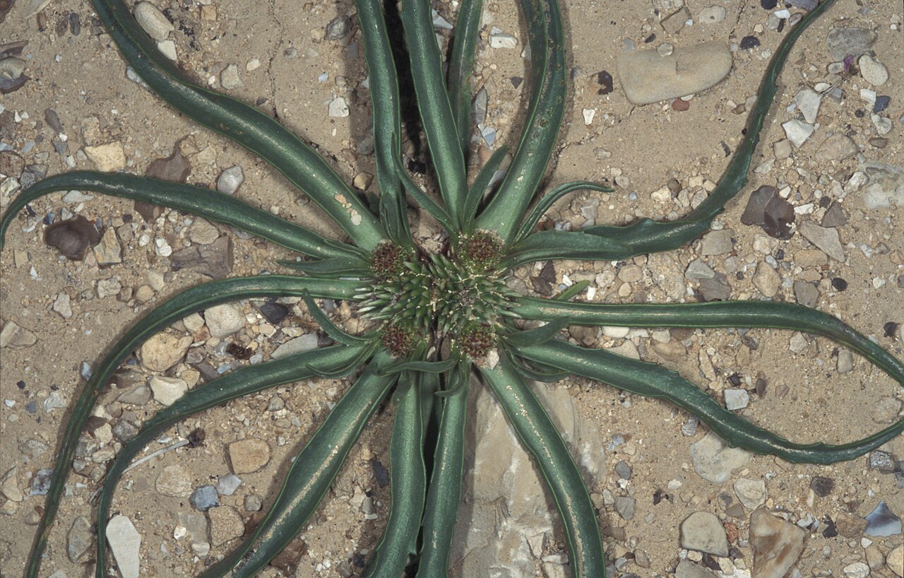 Gymnarrhena micrantha