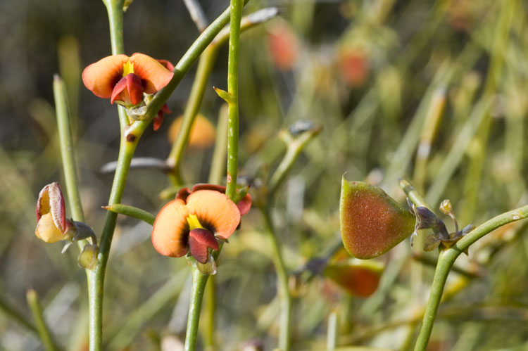 Daviesia major