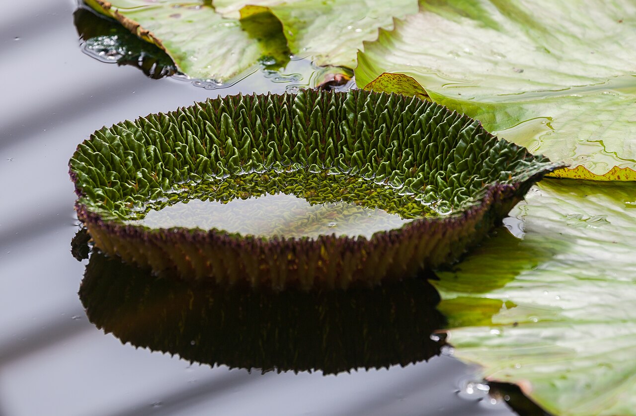 Prickly waterlily