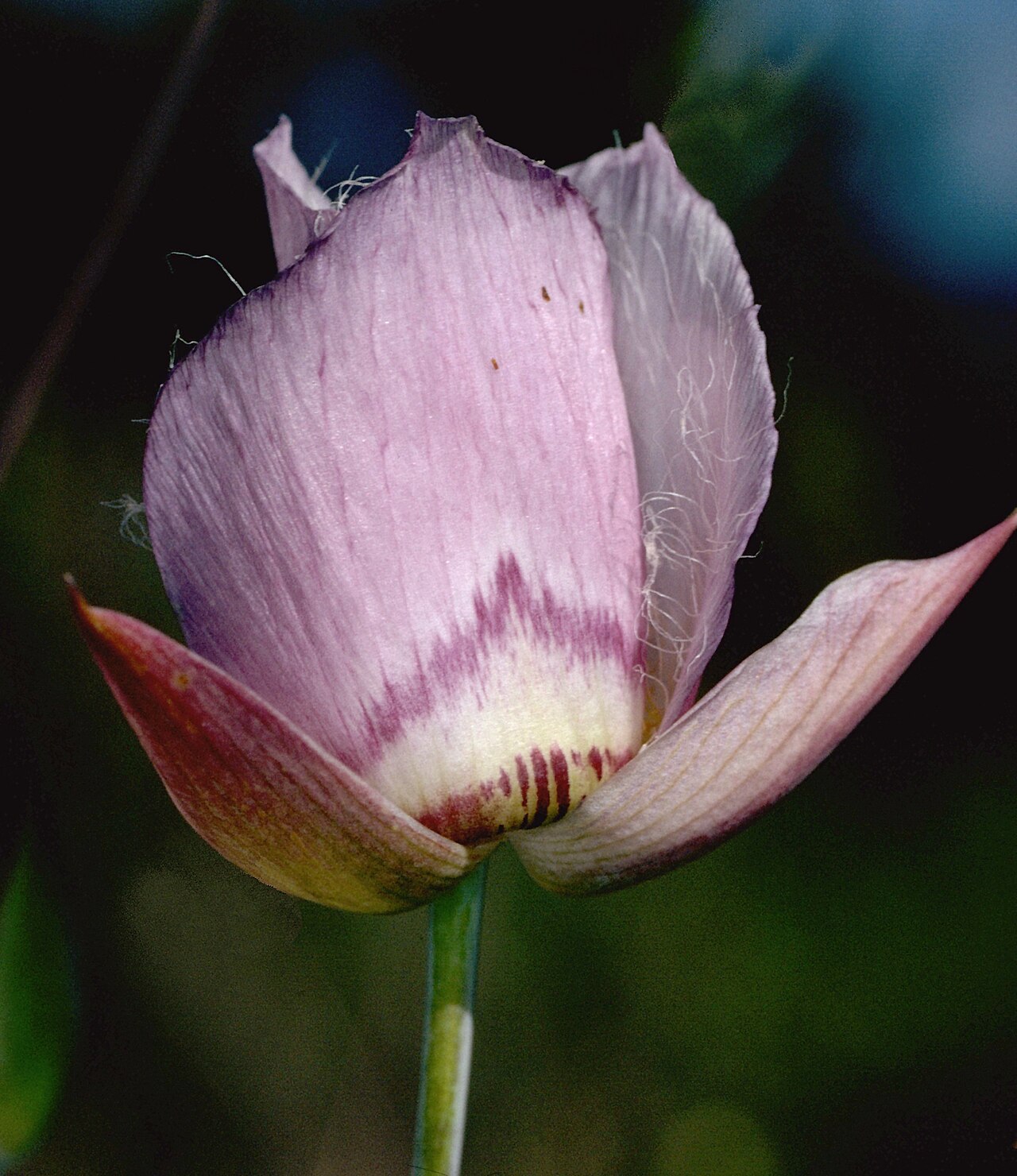 Calochortus greenei