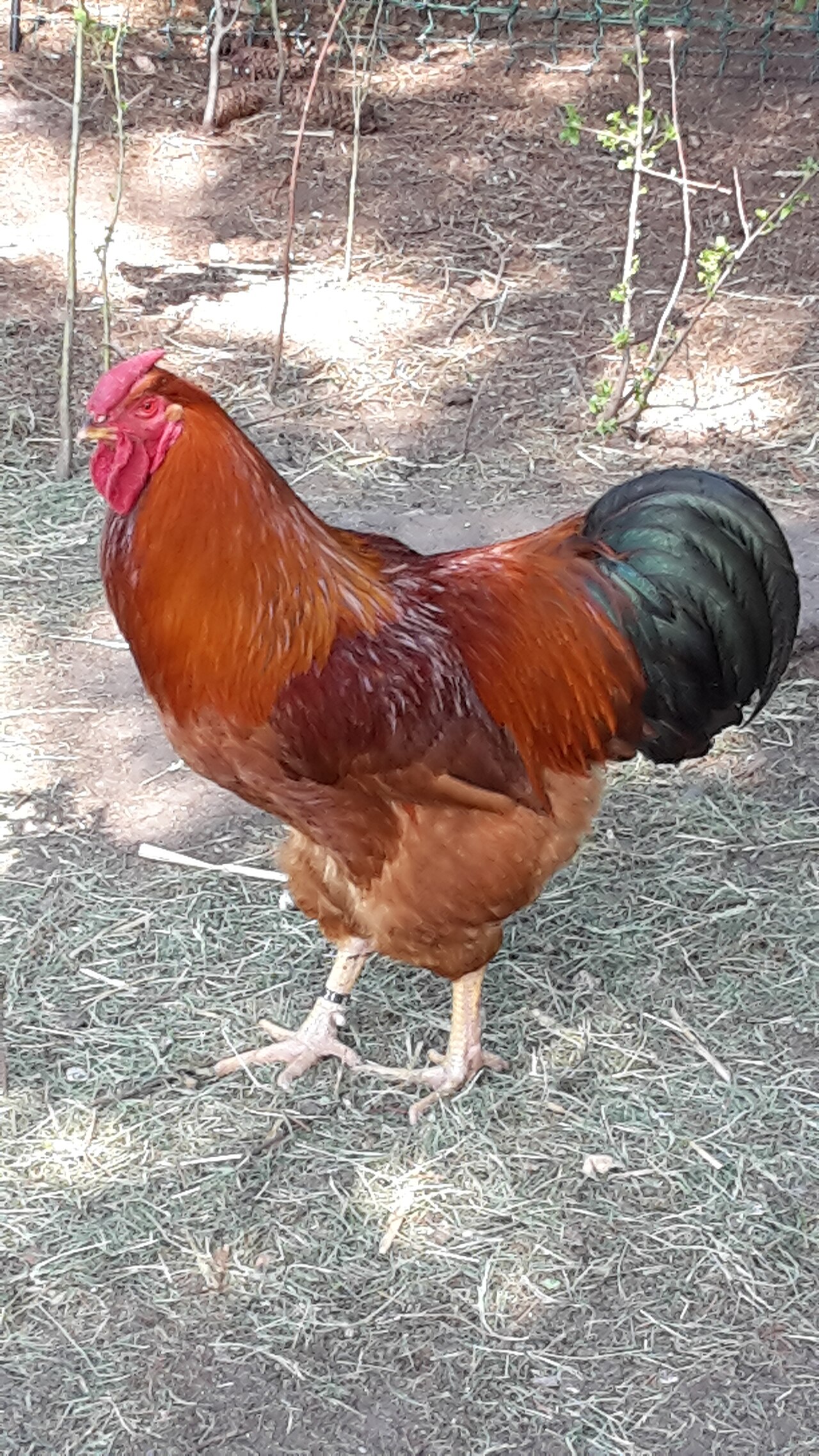 Dresdner
