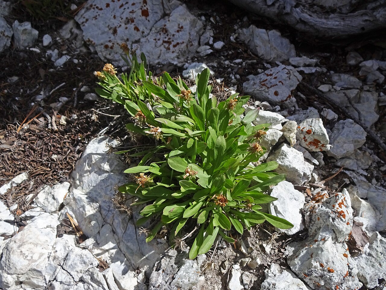 Eurybia kingii