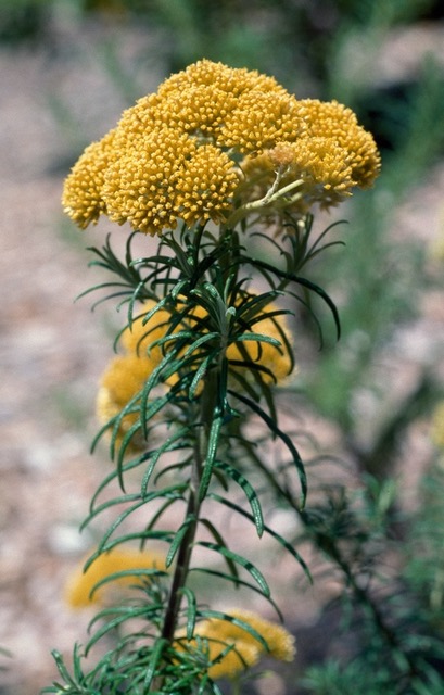 Cassinia decipiens