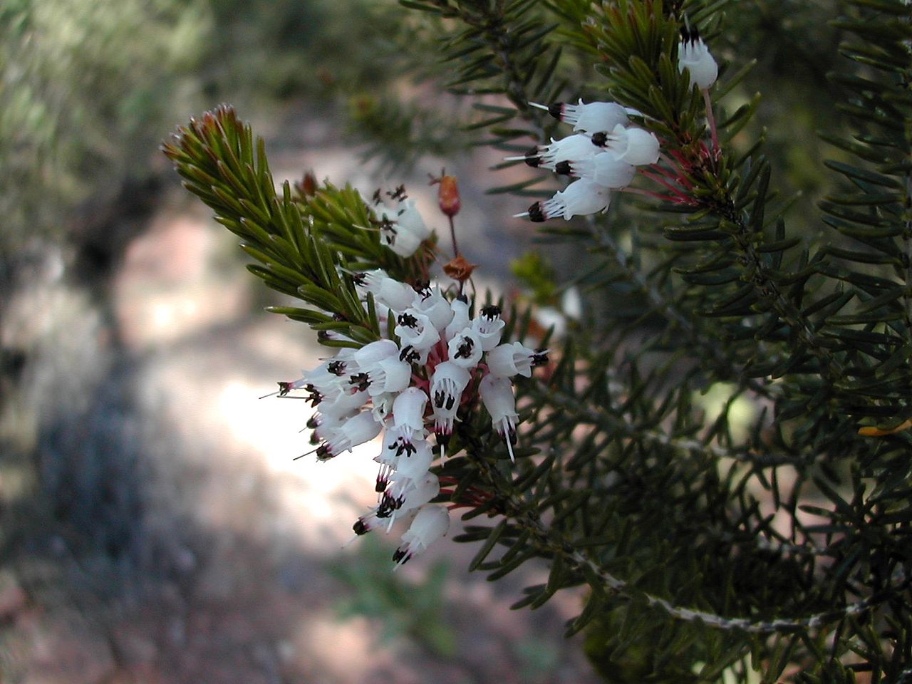 Erica multiflora