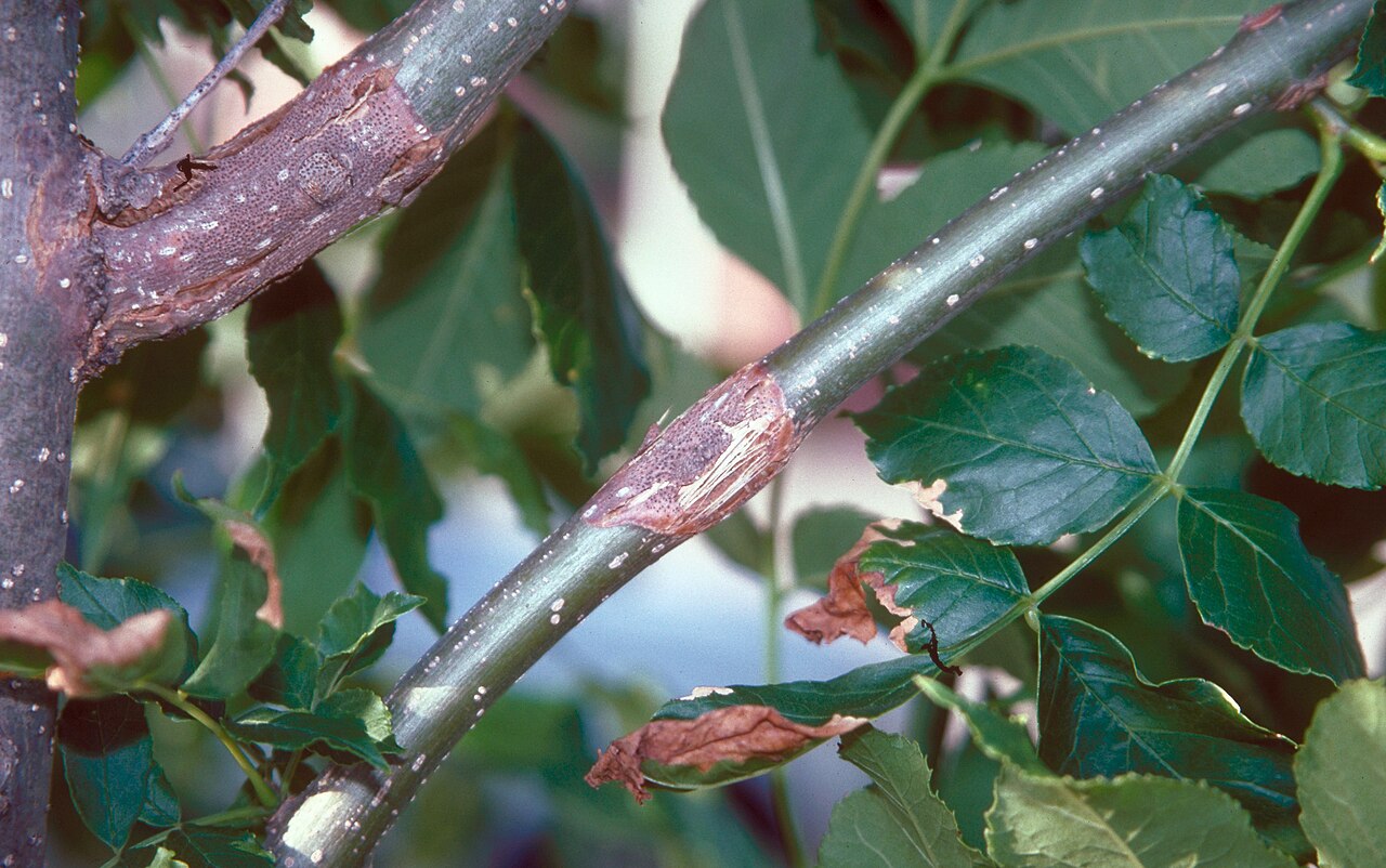 Botryosphaeria rhodina