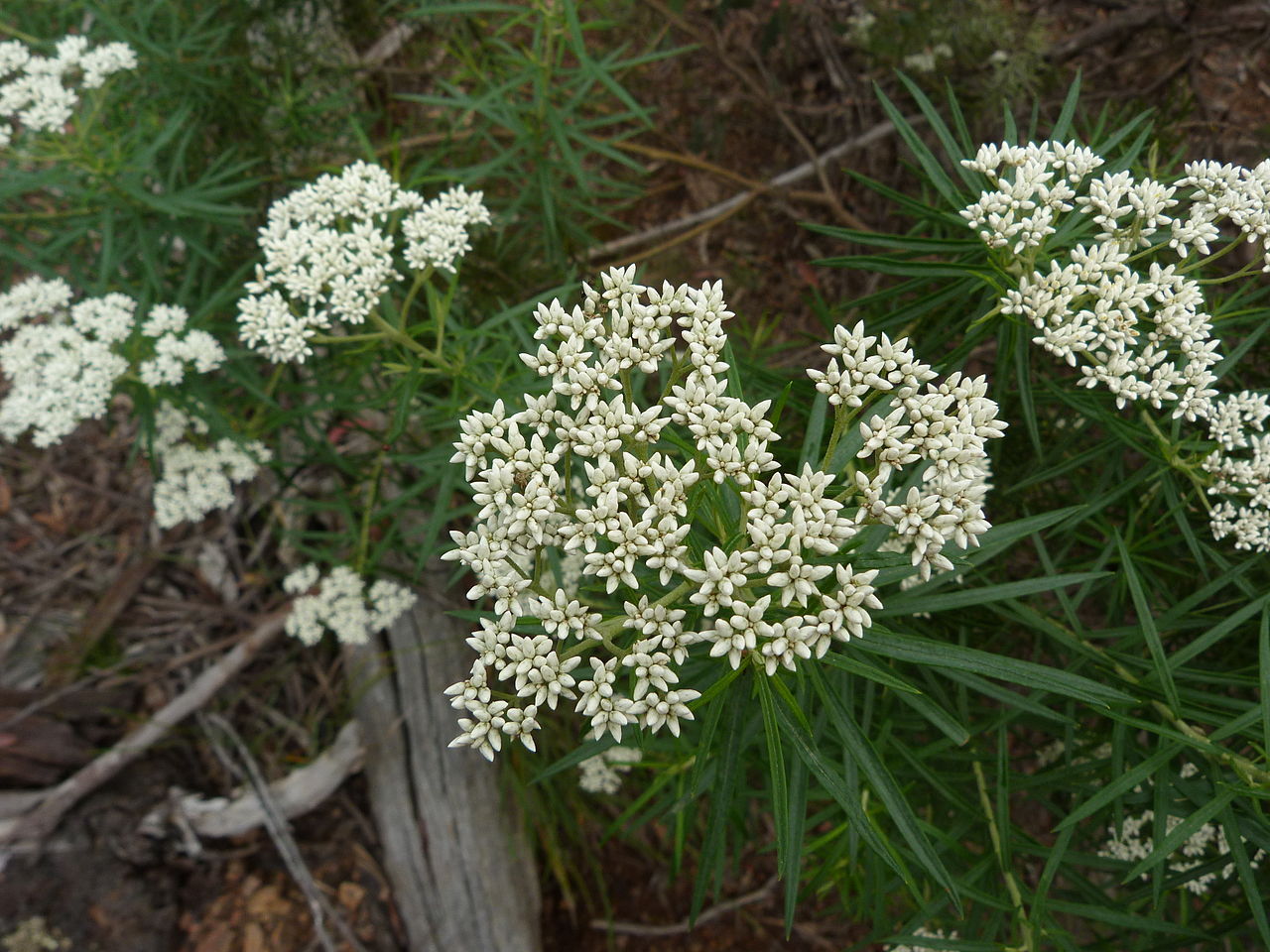 Shiny cassinia