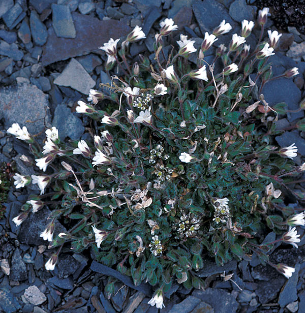 Cerastium arcticum