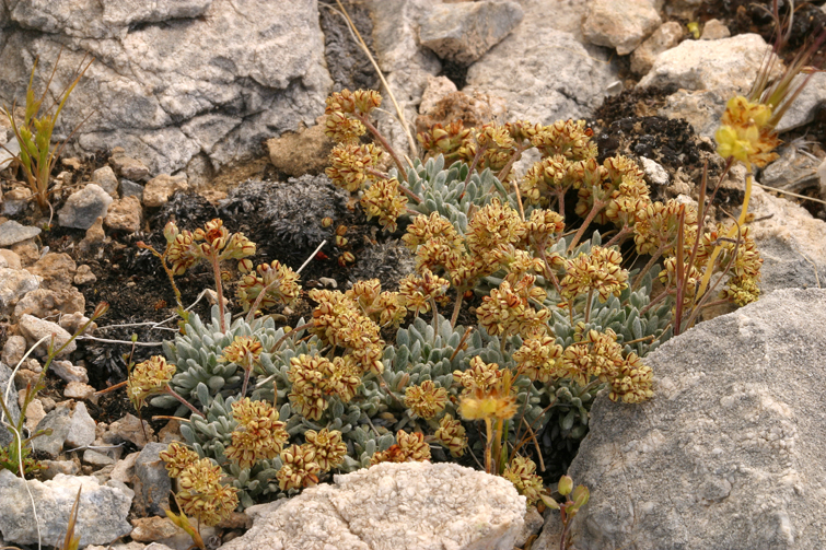 Eriogonum gilmanii