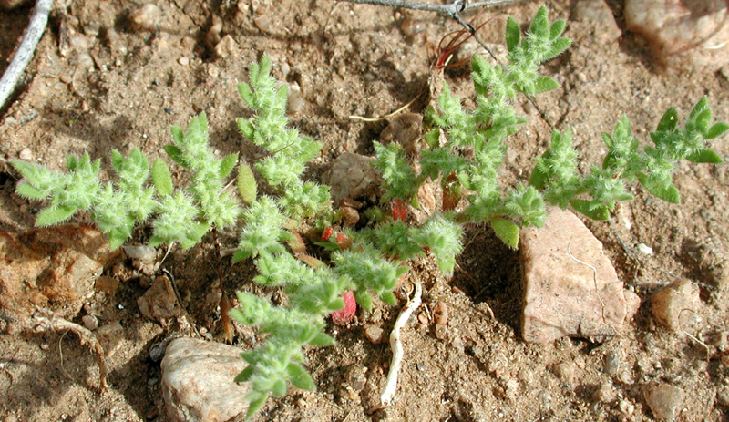 Herniaria vulgaris