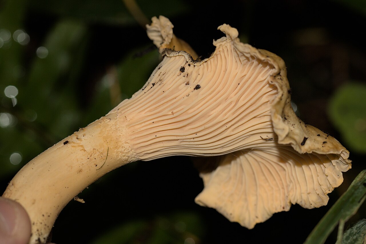 Cantharellus formosus