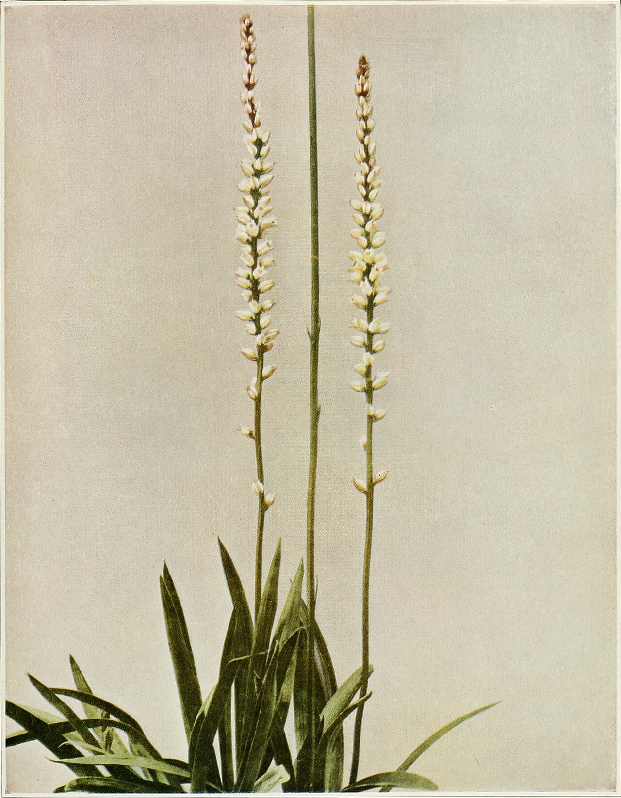Aletris farinosa