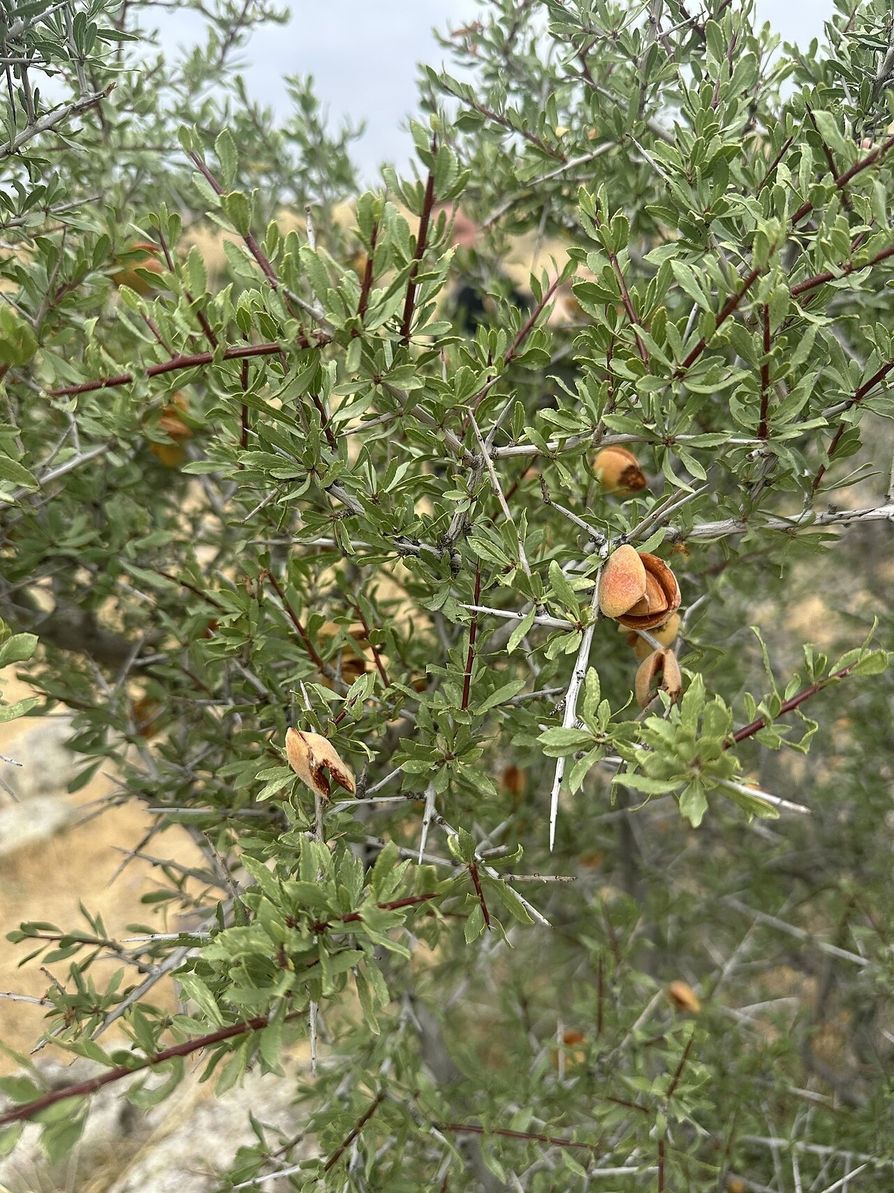 Prunus spinosissima