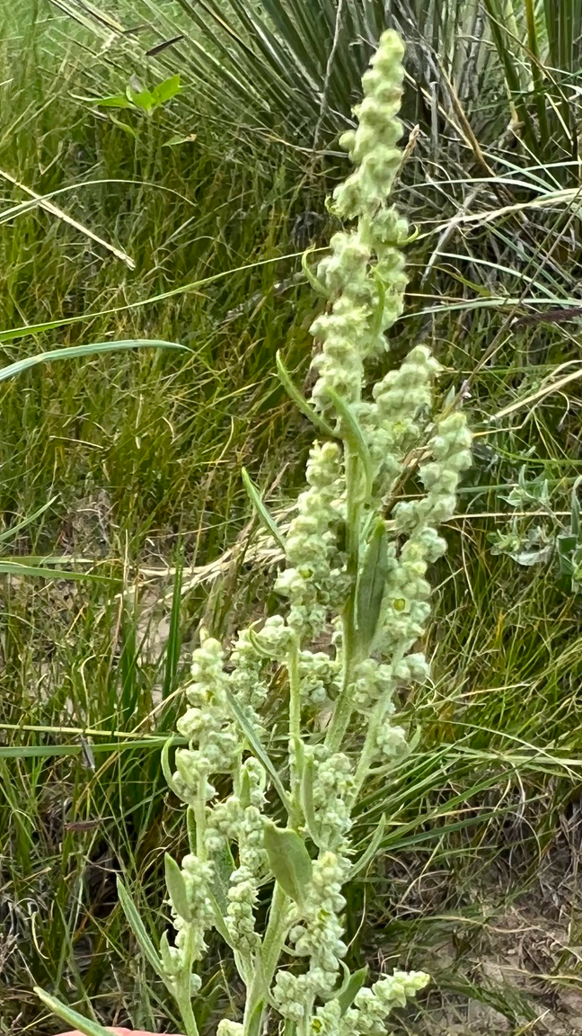 Chenopodium pratericola