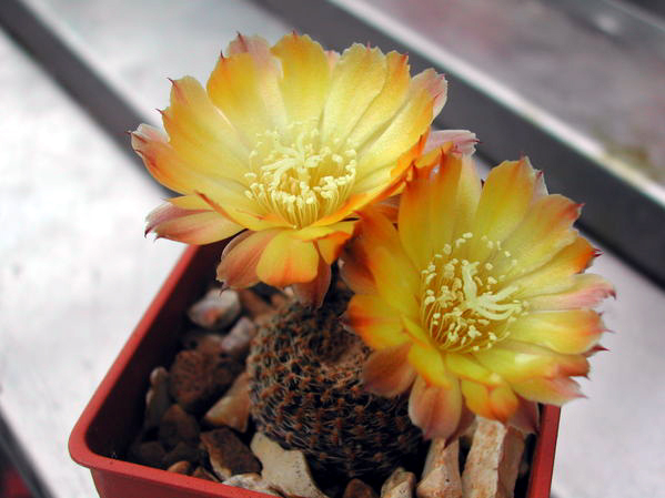 Echinopsis famatimensis