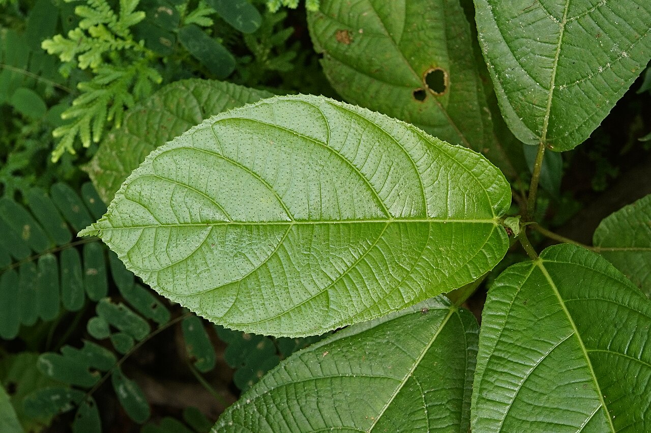 Ficus hispida