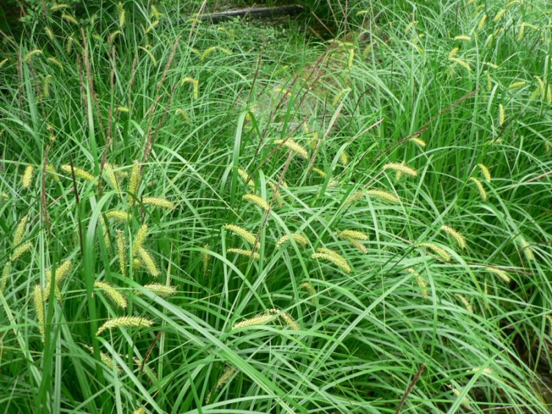 Carex vesicaria