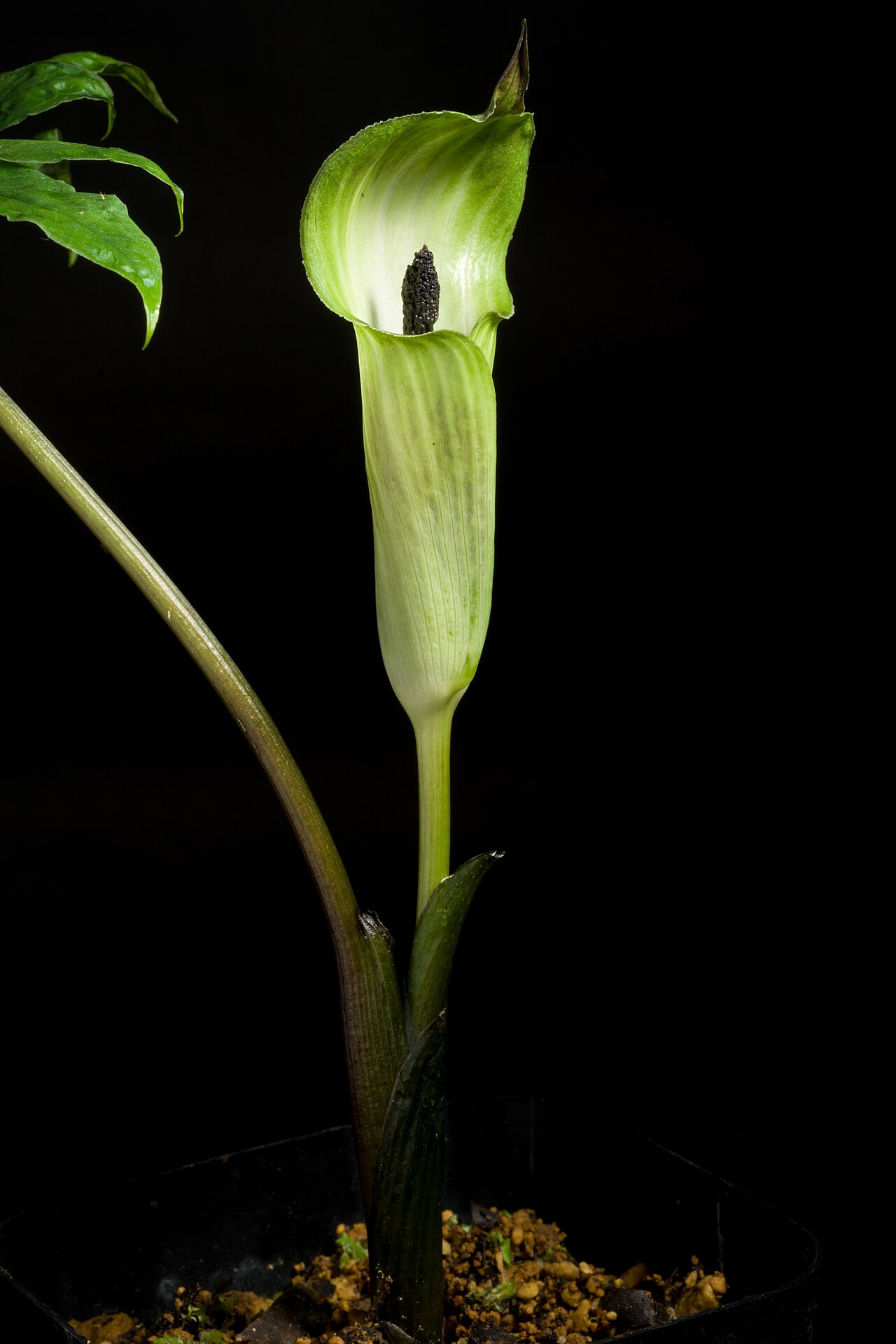 Arisaema clavatum