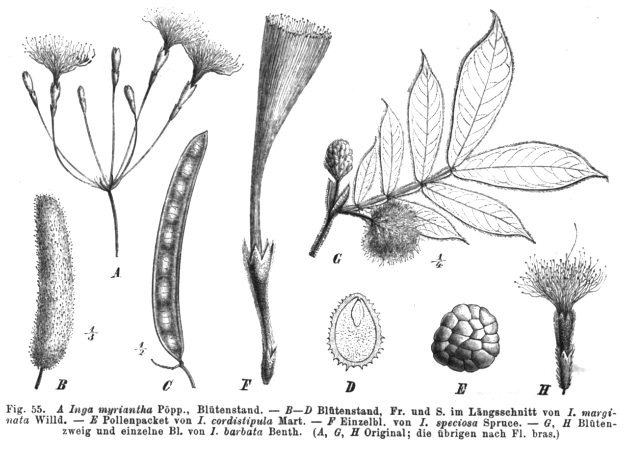 Inga marginata