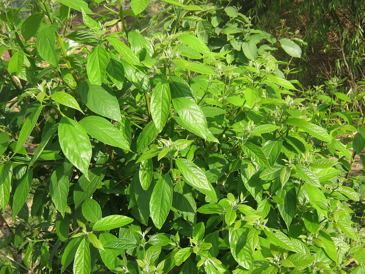 Cinnamomum glaucescens