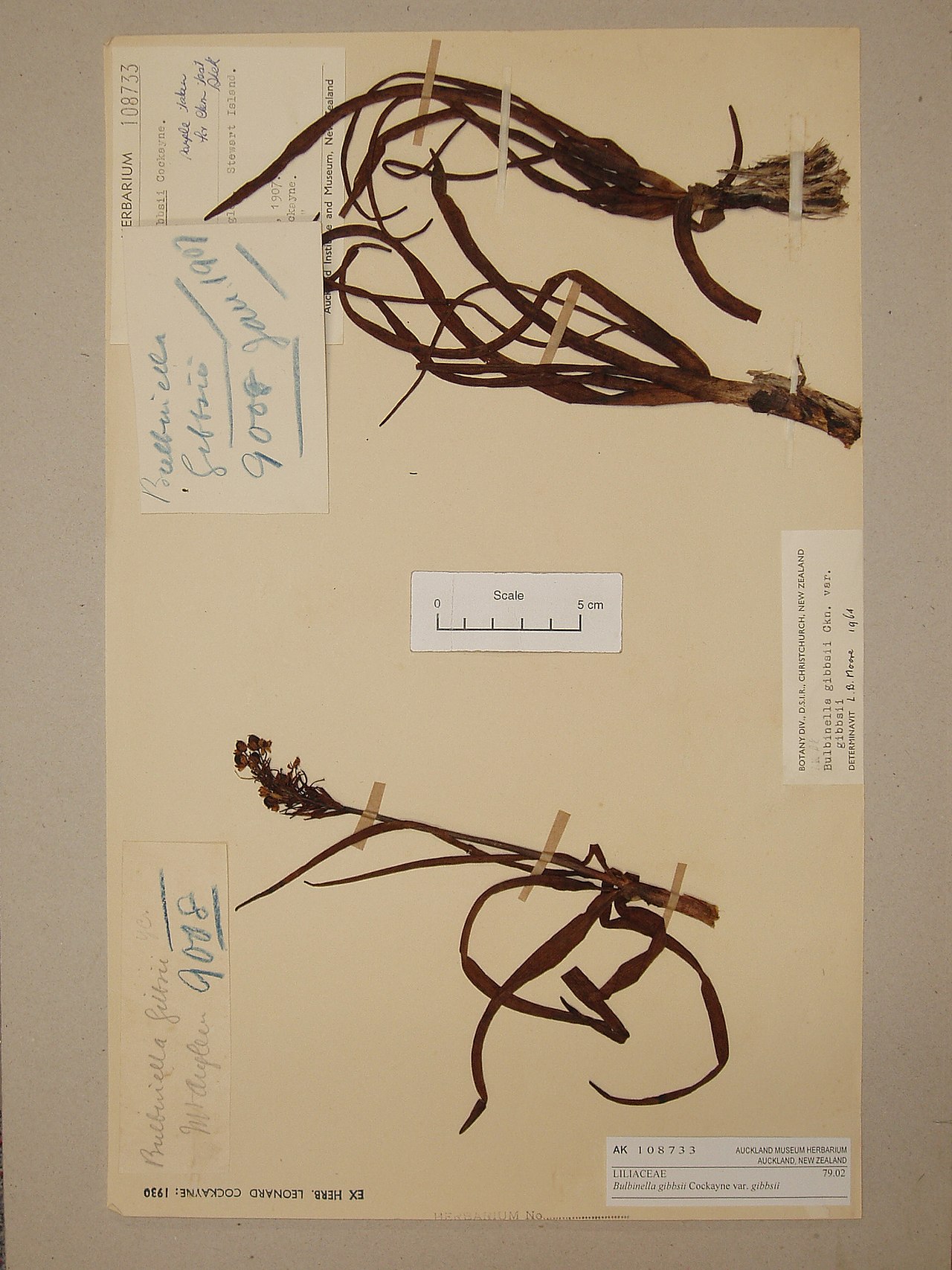 Bulbinella gibbsii