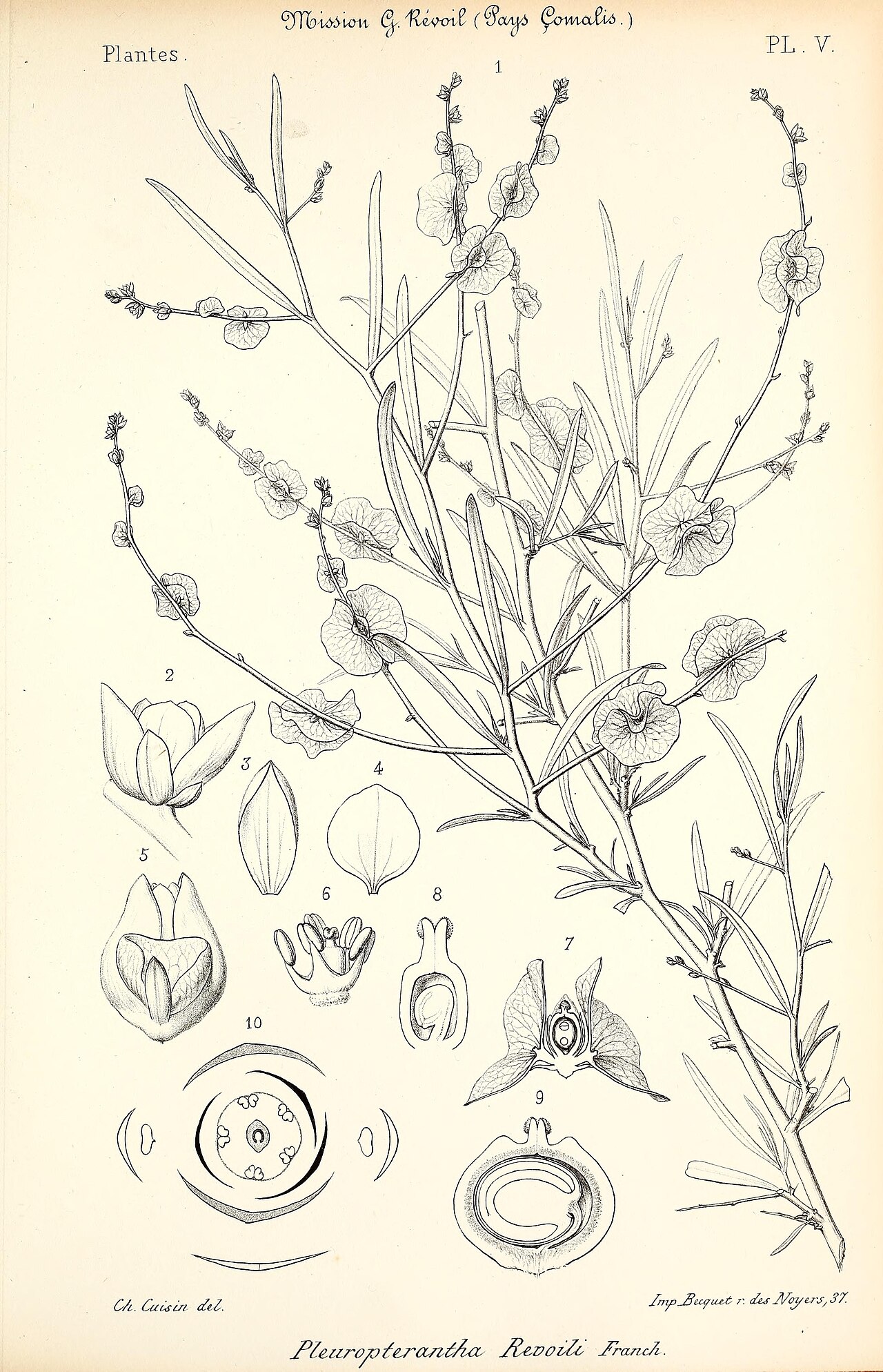 Pleuropterantha revoilii