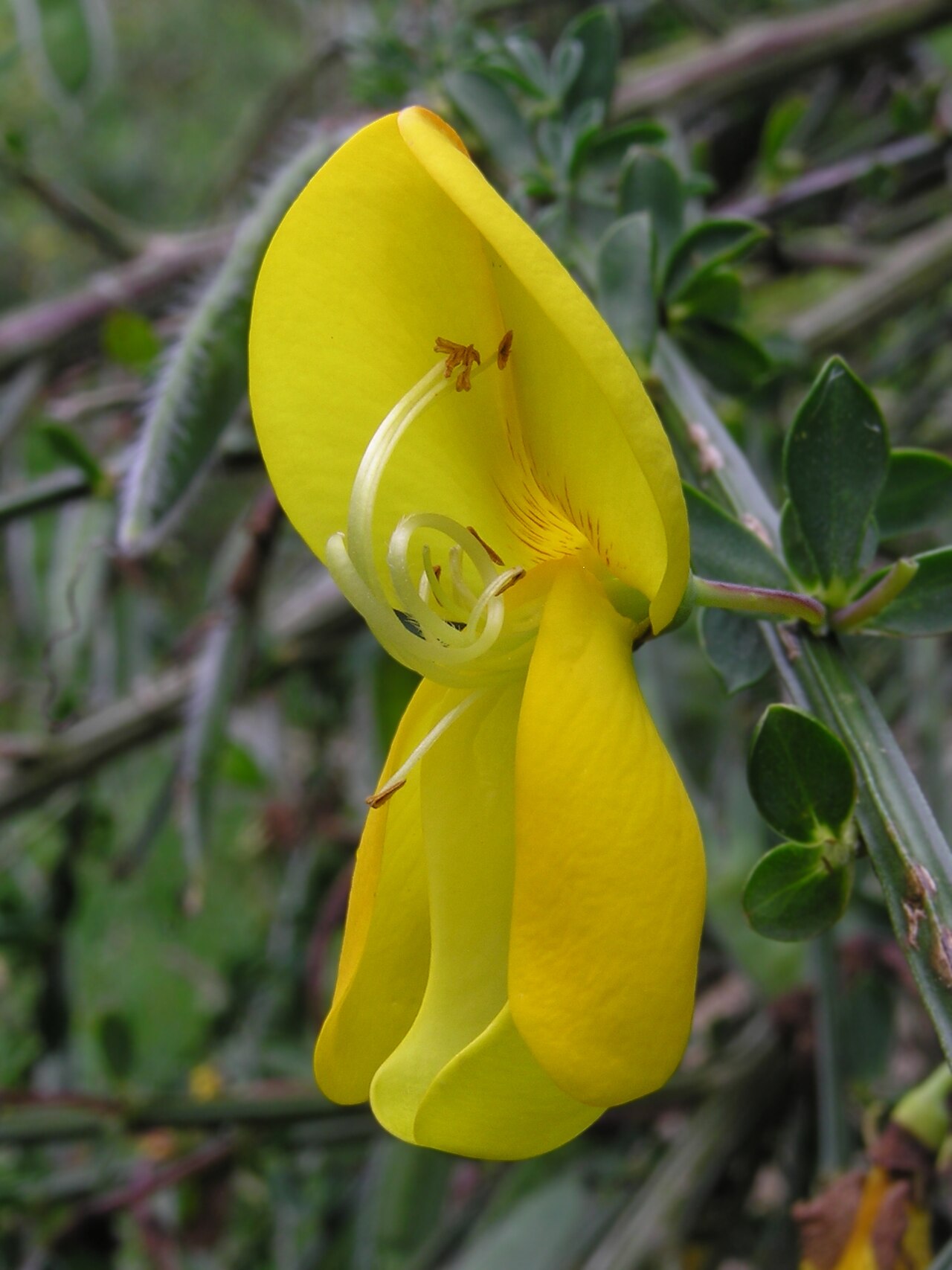 Cytisus scoparius