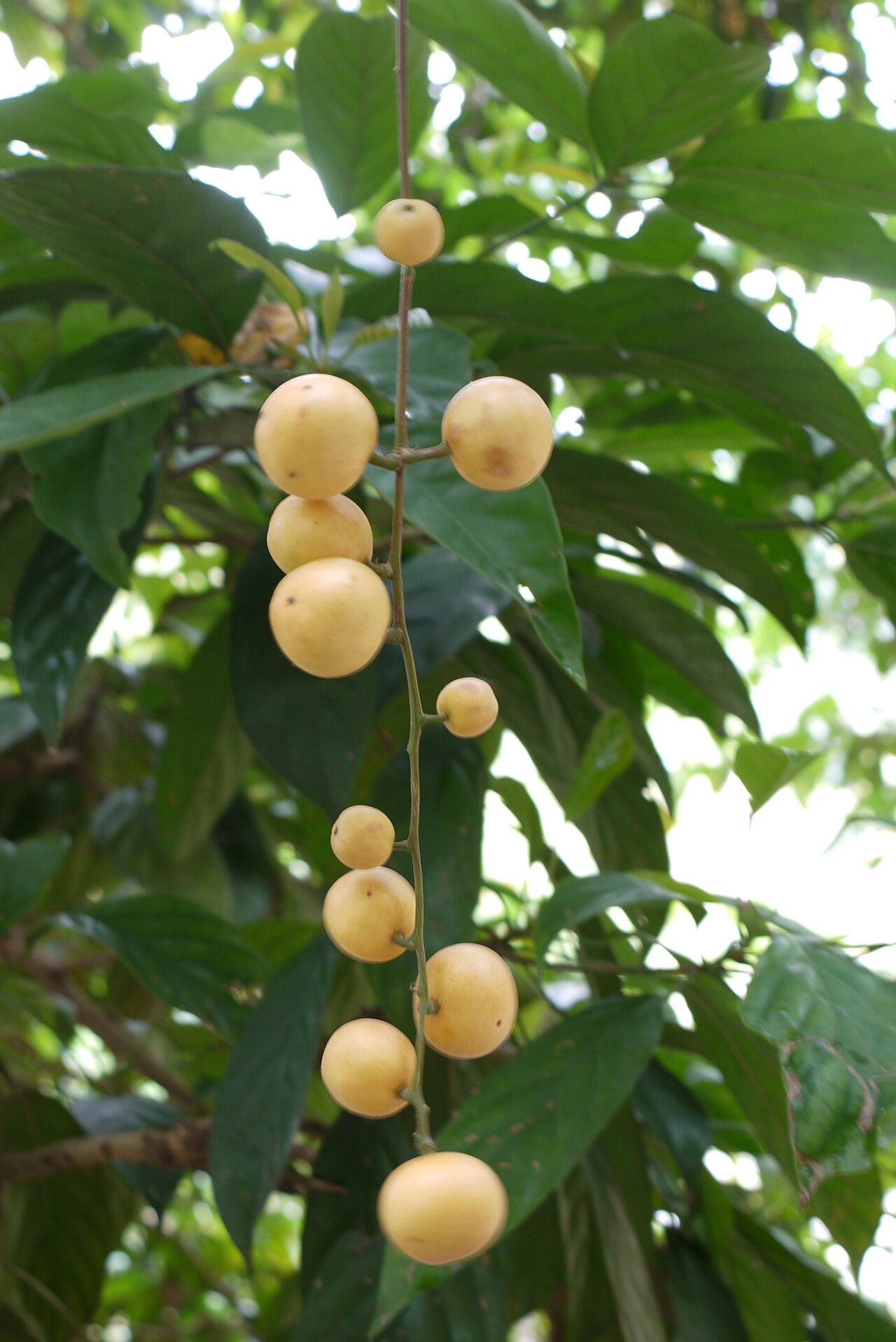 Baccaurea motleyana