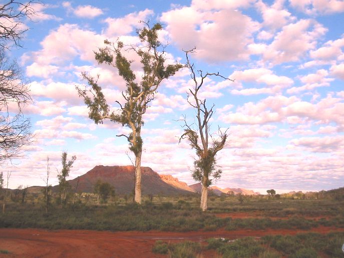 Corymbia aparrerinja
