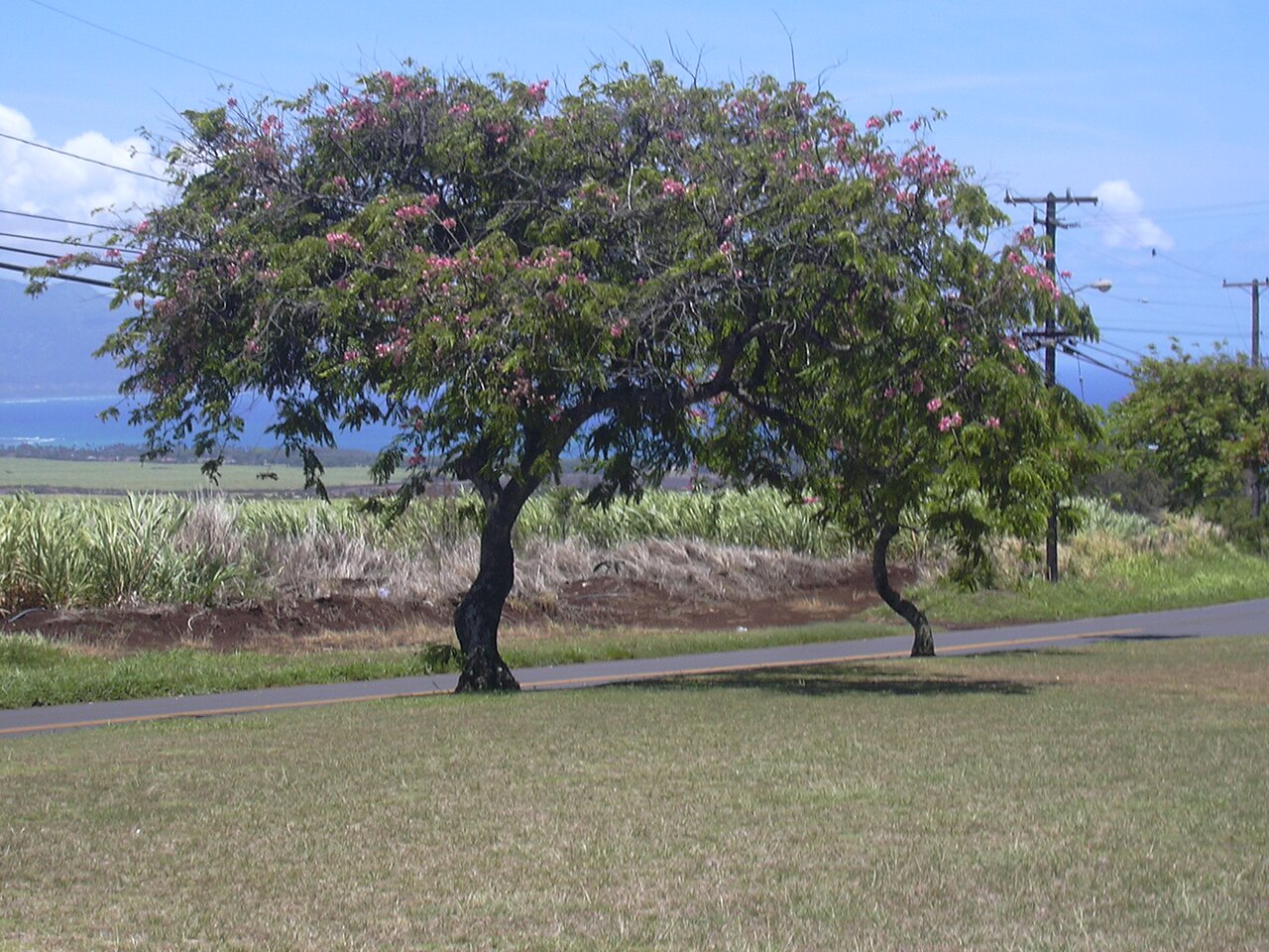 Java cassia