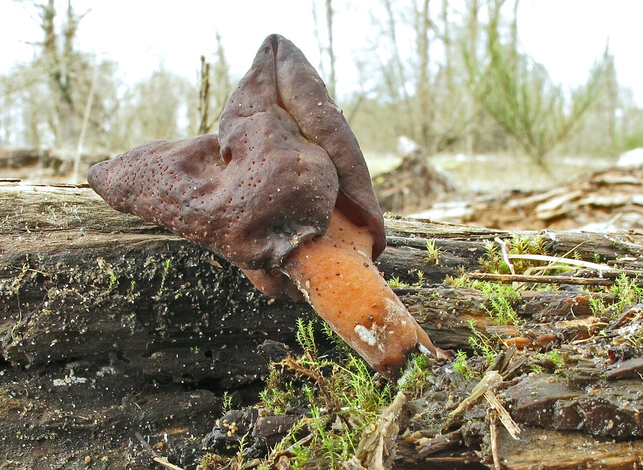Gyromitra ambigua