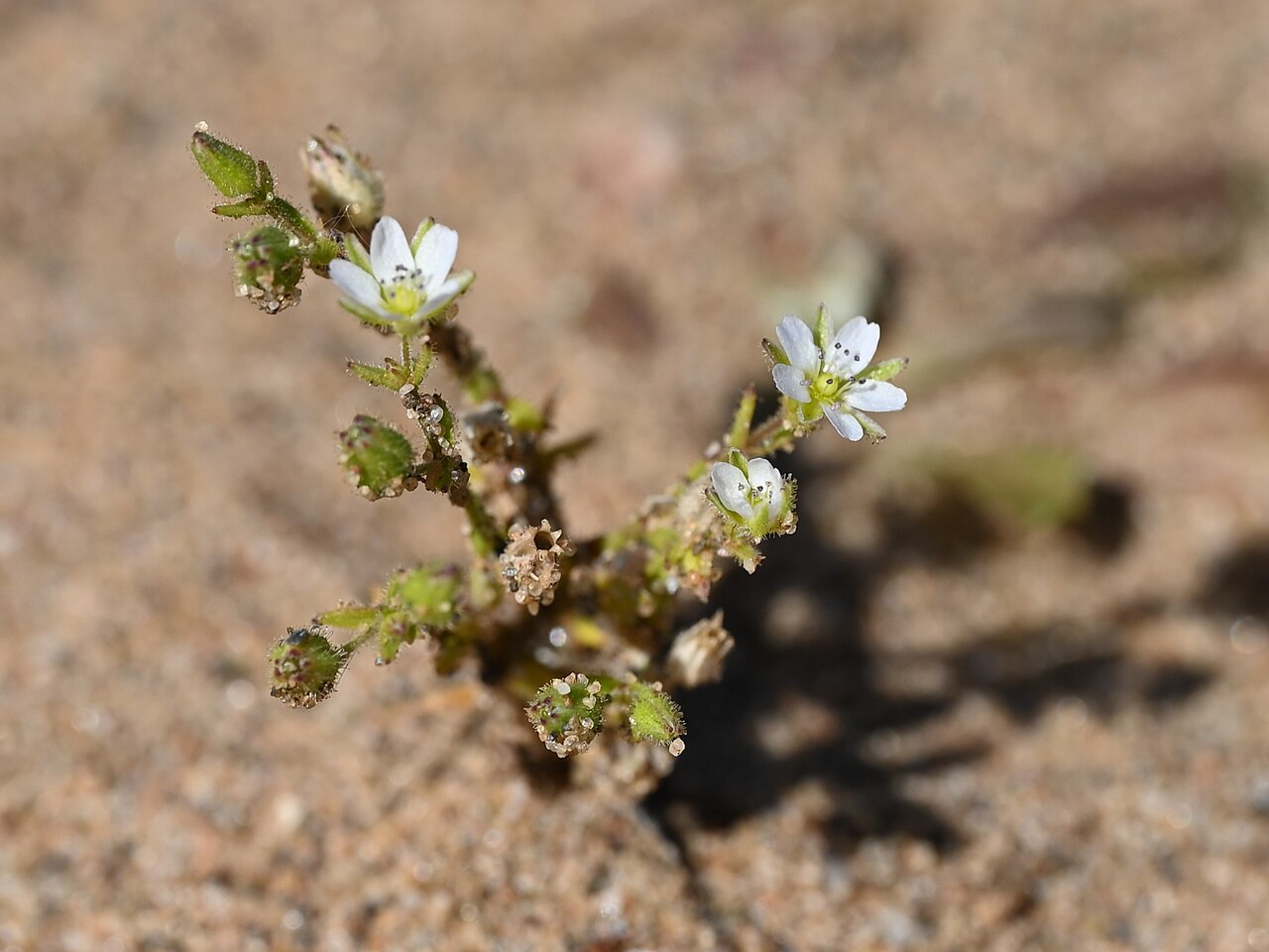 Arenaria emarginata