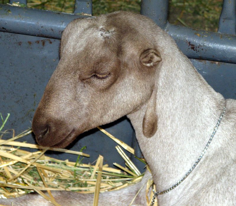 American Lamancha