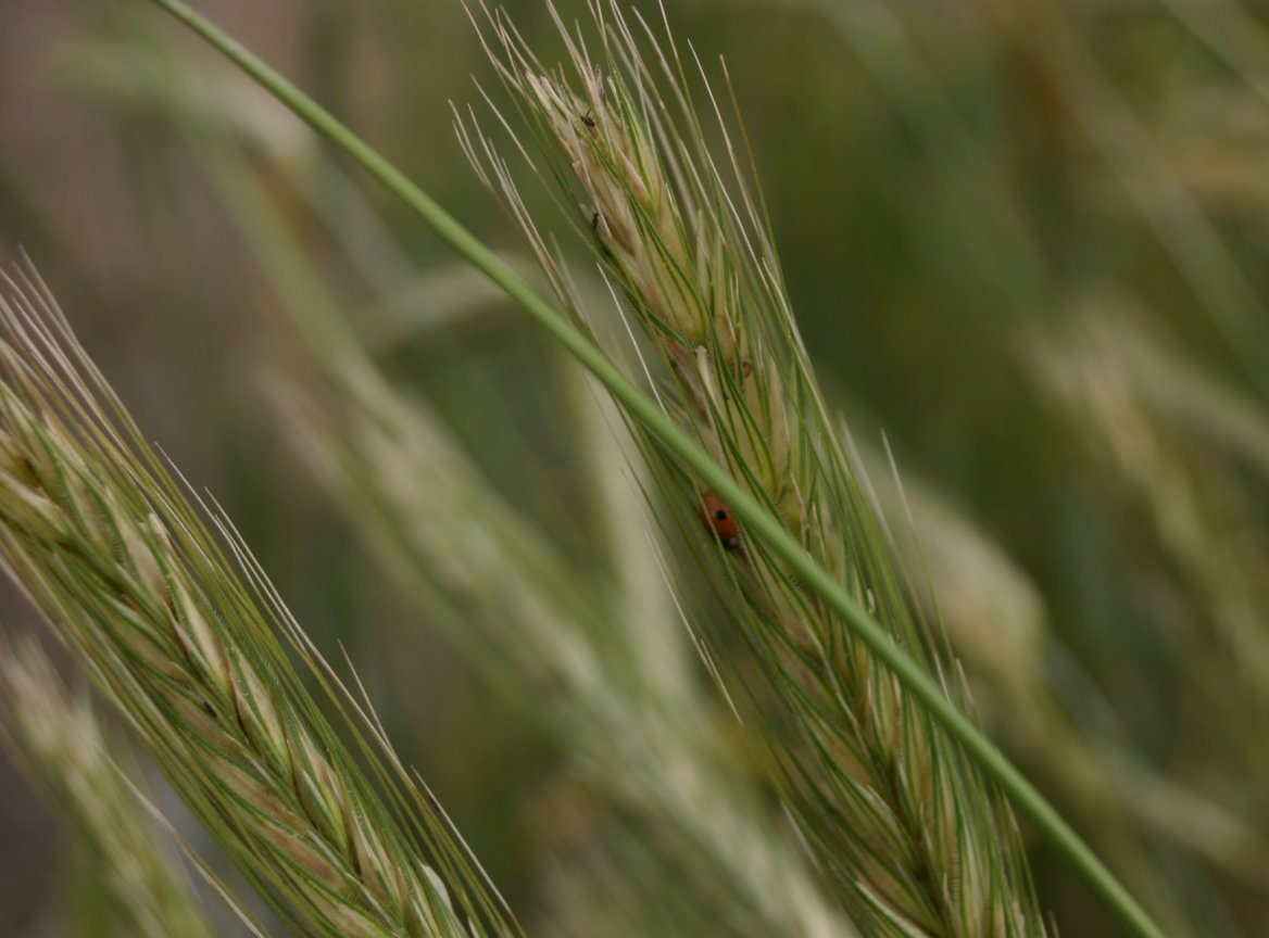 Triticum durum
