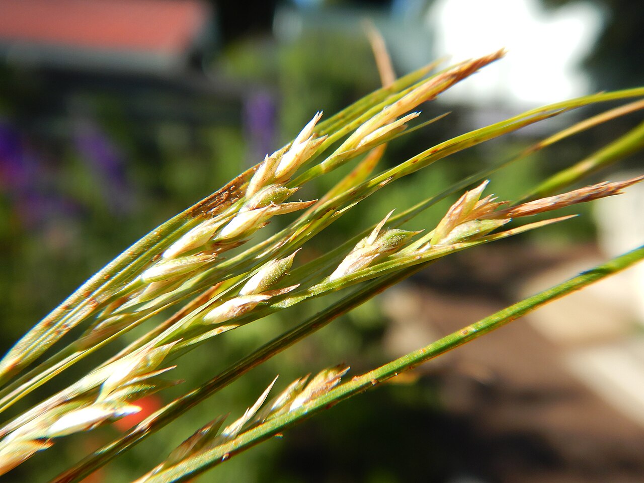 Ross's sedge