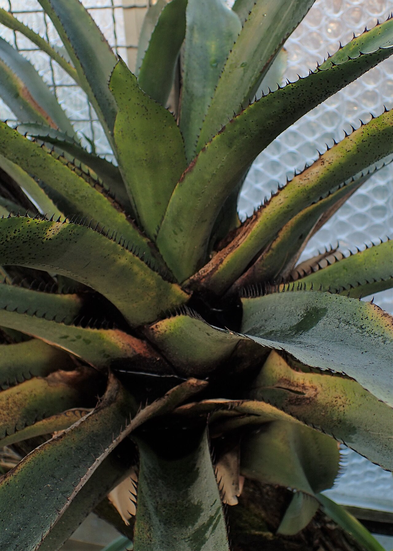 Aechmea macrochlamys