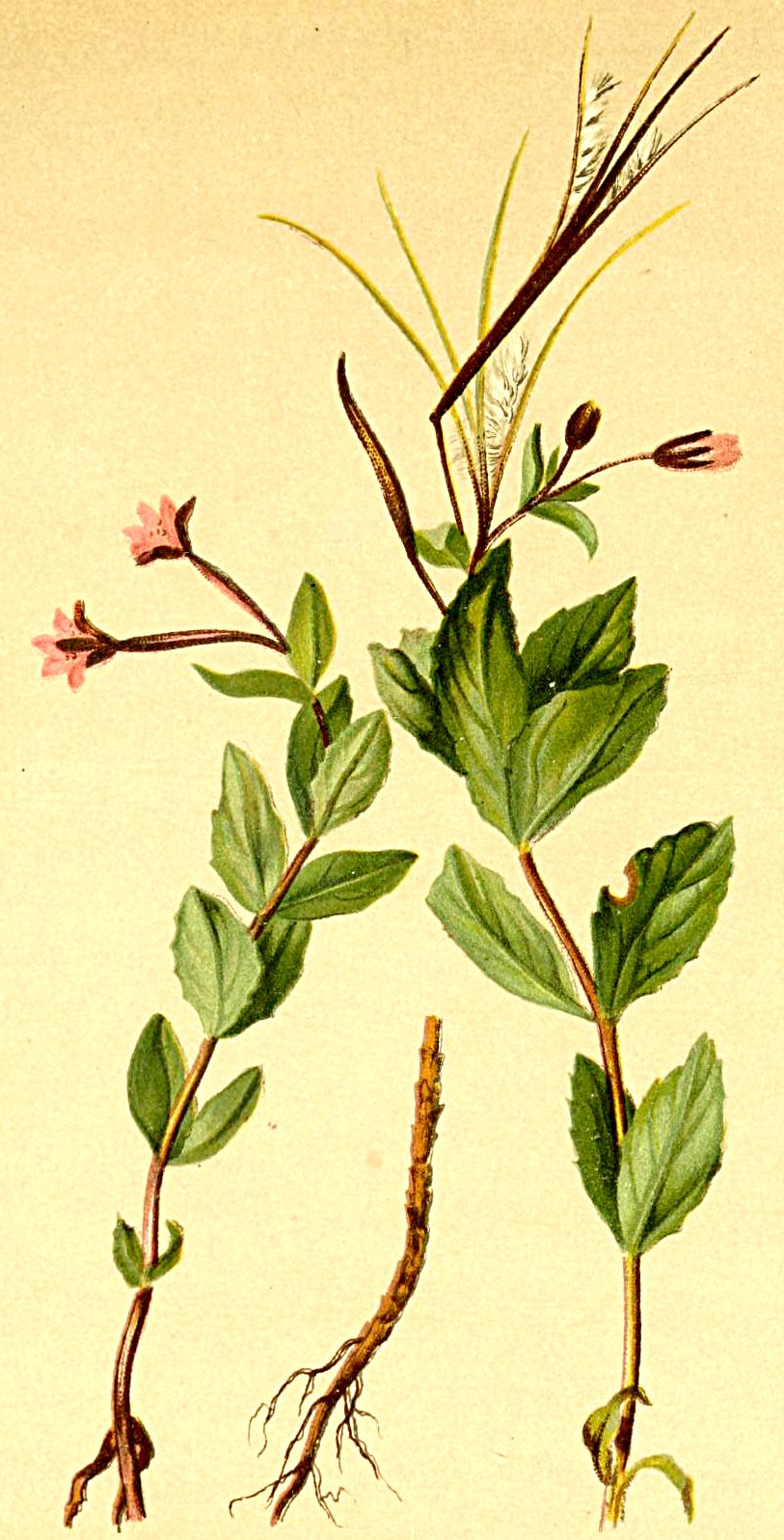 Epilobium alsinifolium