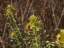 Cleomella plocasperma