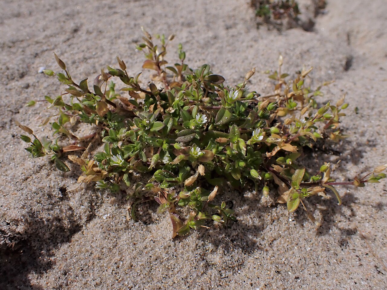 Cerastium diffusum