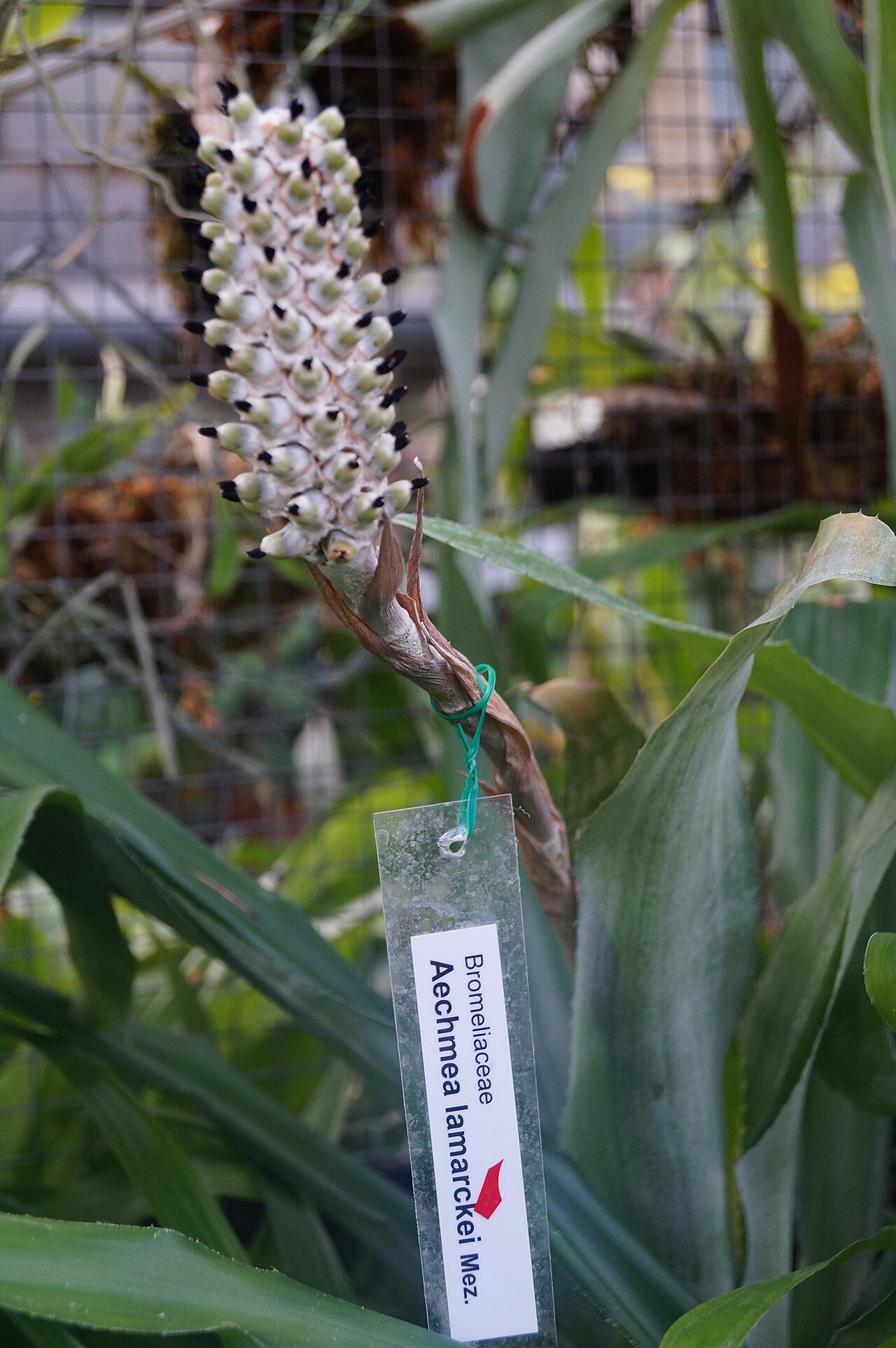Aechmea lamarchei