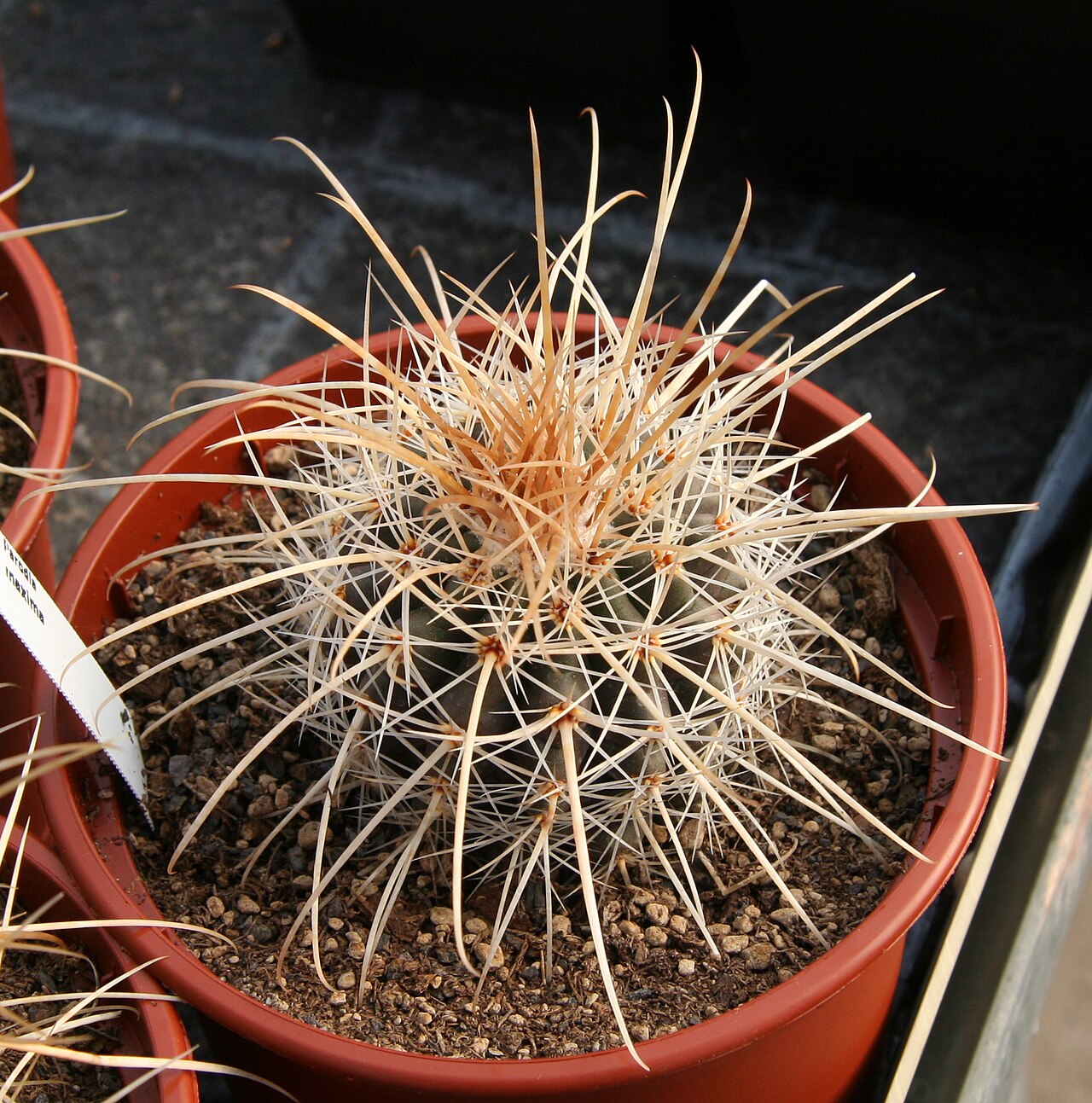 Parodia commutans