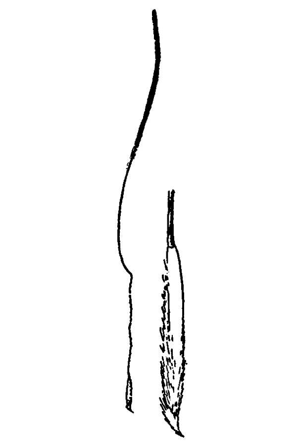 Achnatherum aridum