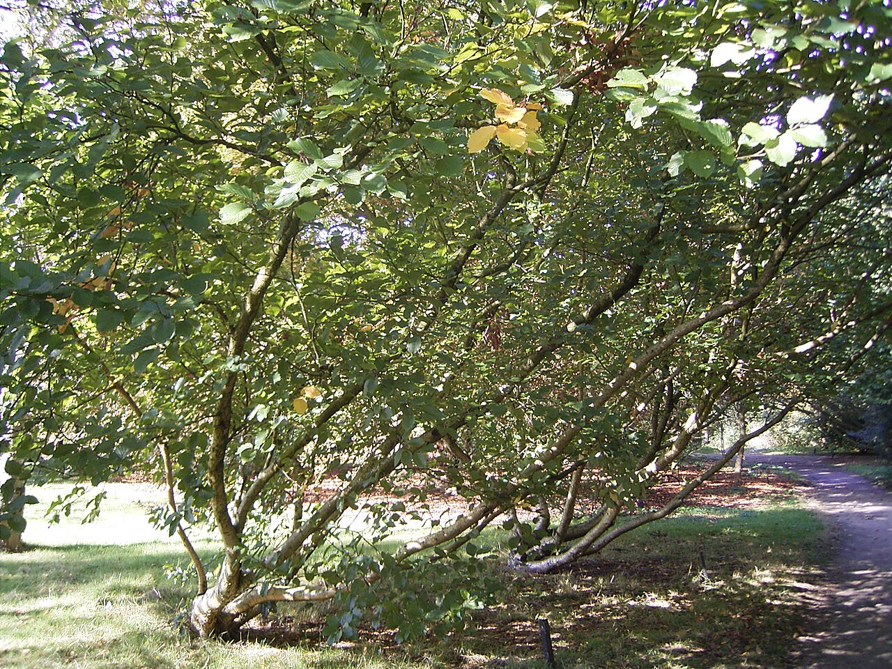 Betula medwediewii