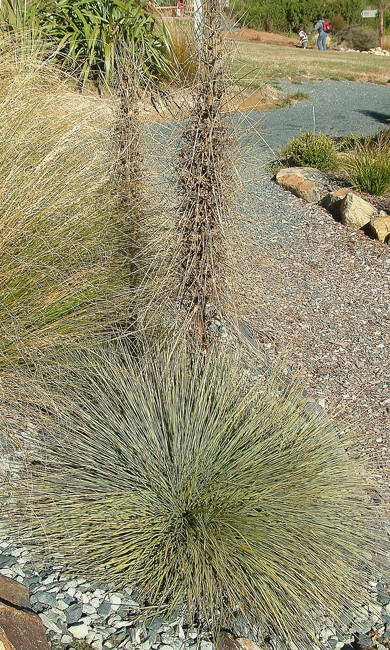 Aciphylla glaucescens