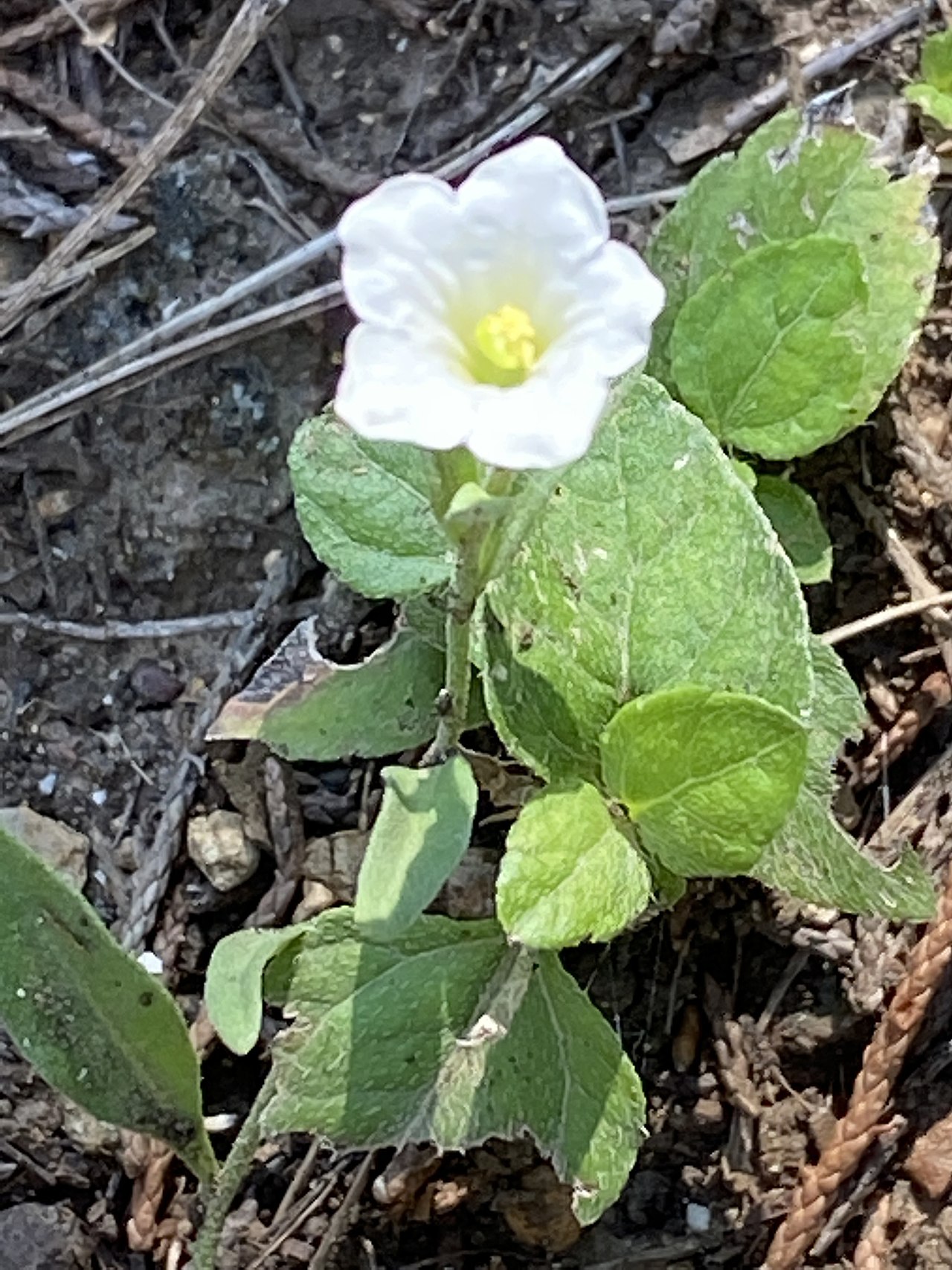 Bouchetia erecta