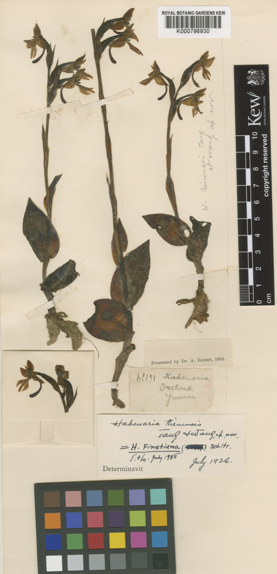 Habenaria finetiana